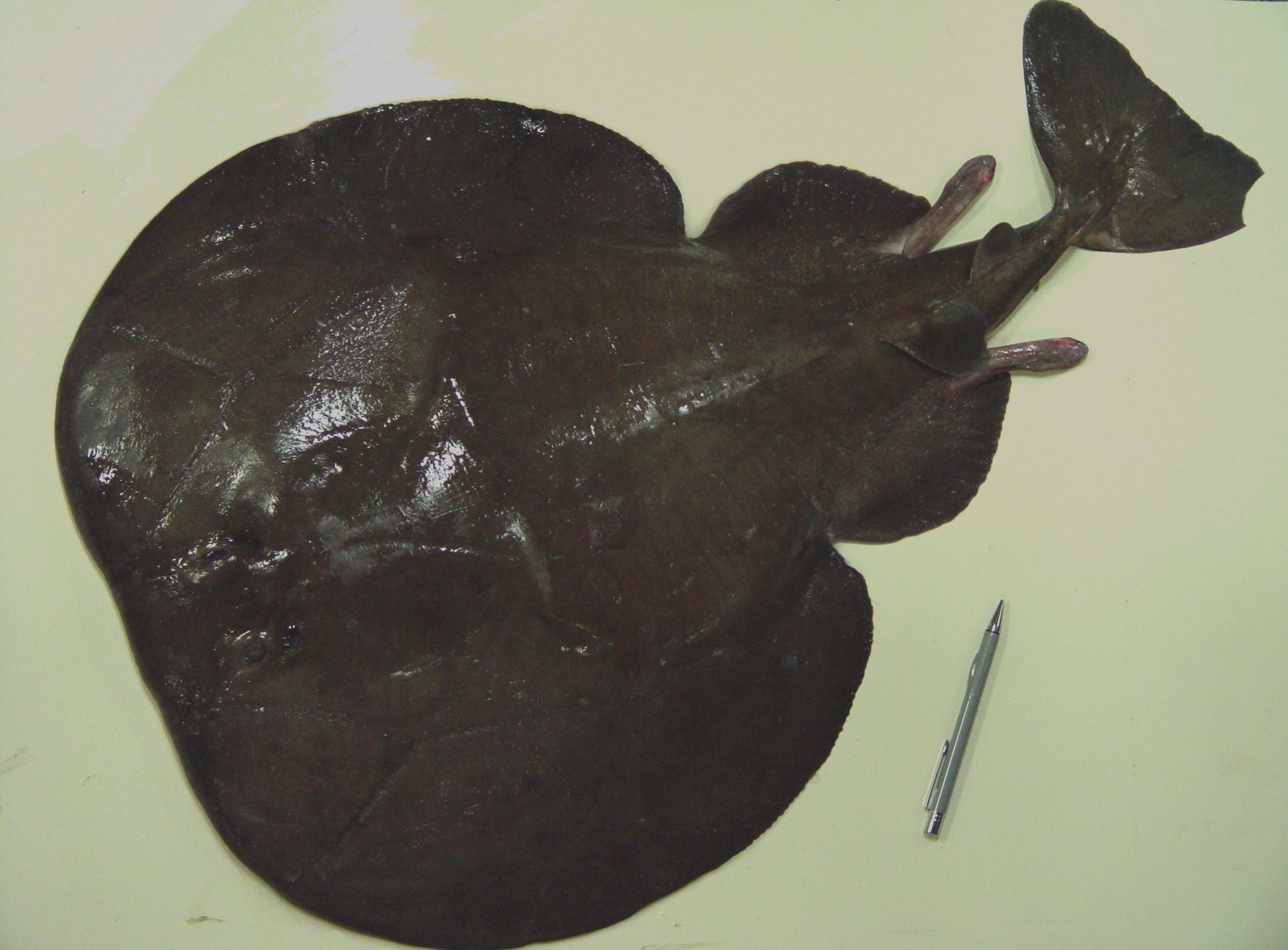 Tetronarce nobiliana. NOAA's Fisheries Collection - Wikimedia Commons