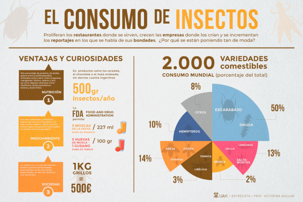 Insectos: todo lo que tenemos que saber antes de comernoslos