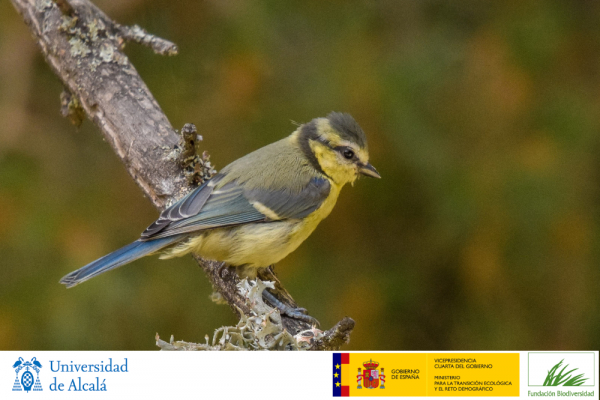 La UAH lidera un proyecto de investigación sobre cómo el cambio climático afecta a las aves