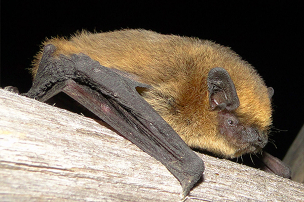 Una investigación en la que participa la UAH descubre que los claros del bosque son clave para la conservación de los murciélagos