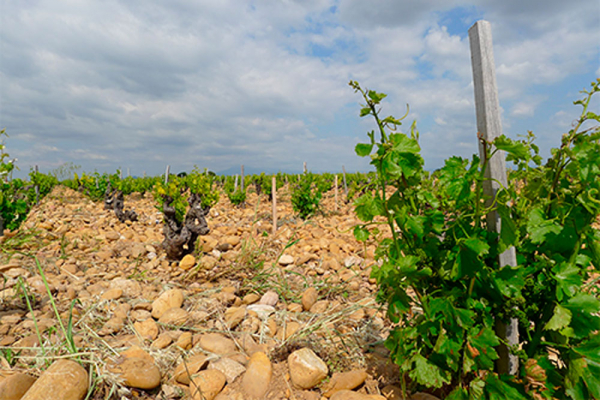 La viticultura, en peligro por el cambio climático