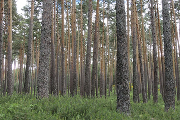 Un estudio de la UAH señala que los bosques ibéricos se están volviendo más sensibles al cambio climático