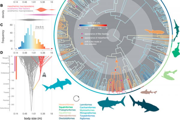 Una investigación en la que participa la UAH descubre cómo evolucionaron los tiburones gigantes