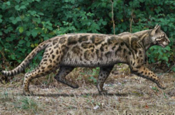 Una nueva especie de felino vivió en Madrid hace 9,5 millones de años
