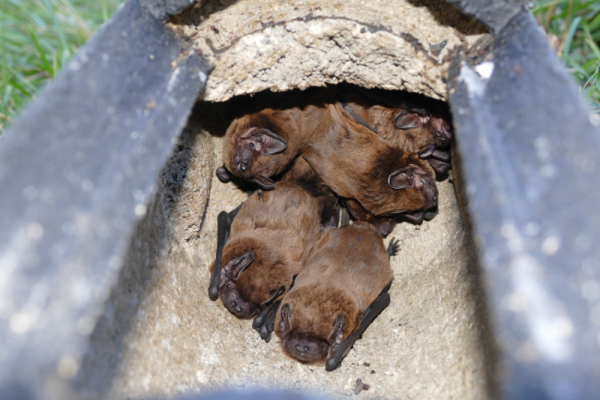 SECEMU: una asociación para el cuidado de los murciélagos