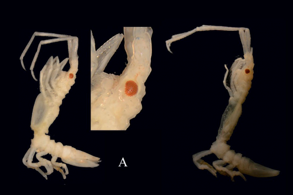 ‘Andresito’, una nueva especie de crustáceo isópodo descubierto en el Cantábrico por un equipo en el que participa la UAH