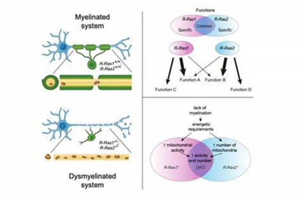 Un equipo de investigadores, en el que ha participado la UAH, descubre cómo la falta de mielina afecta a las neuronas