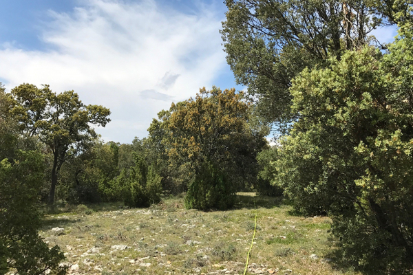 El incremento de las sequías amenaza la regeneración de los encinares mediterráneos