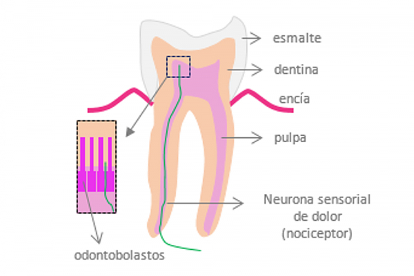 Descubierto el mecanismo de detección del frío en los dientes que explica la sensación de dolor que produce