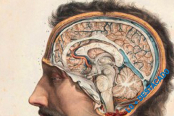En verano: 'Un profesor de la UAH descubre al gran público los grandes ‘misterios’ del cerebro'