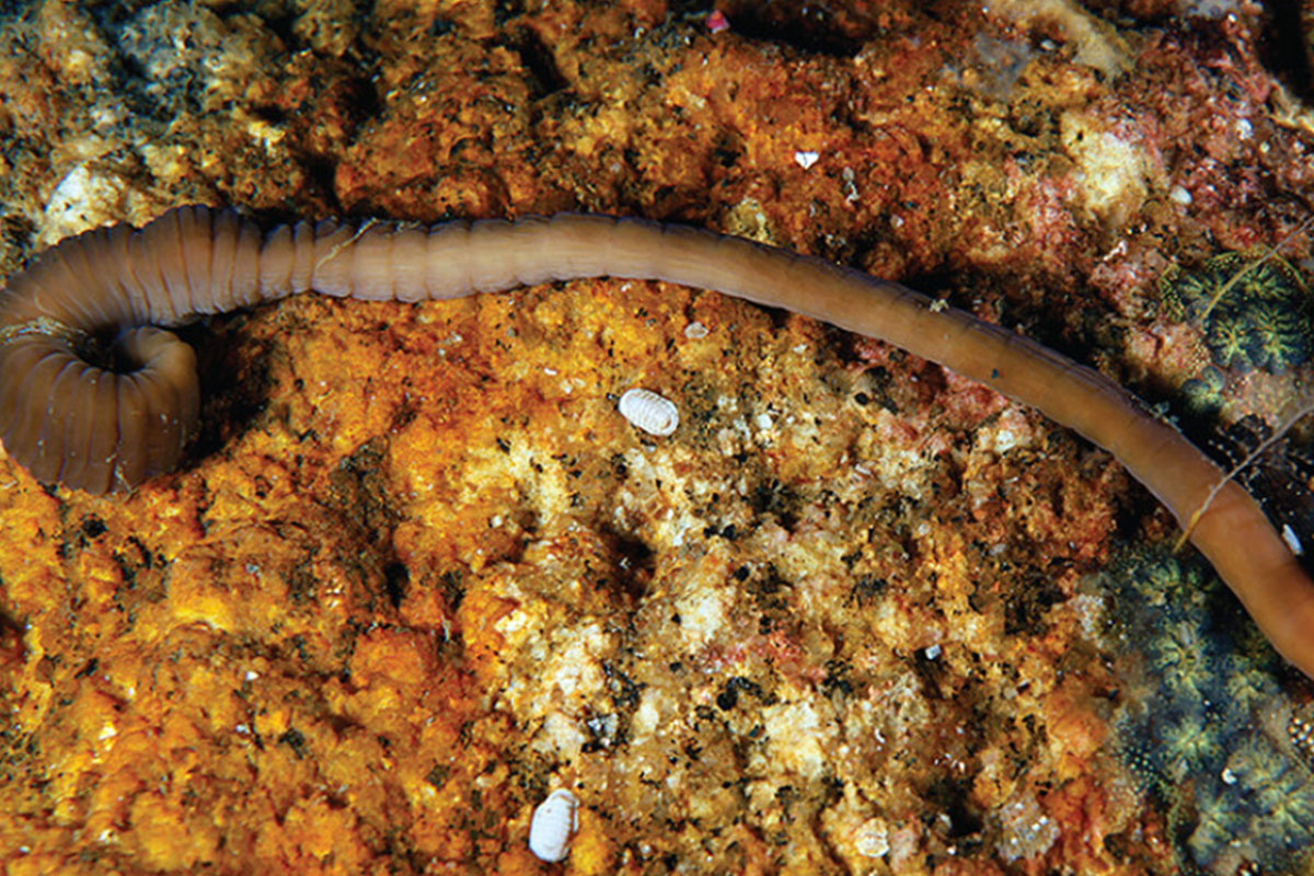 Un investigador de la UAH dirige el grupo que acaba de descubrir una nueva especie marina: el ‘Gusano acordeón'