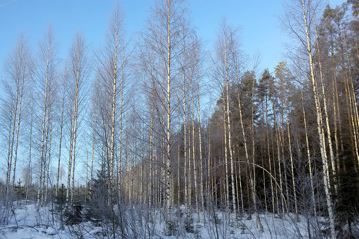 Expertos de la UAH prueban que las especies arbóreas del hemisferio norte están incrementando su abundancia en los límites más fríos y húmedos