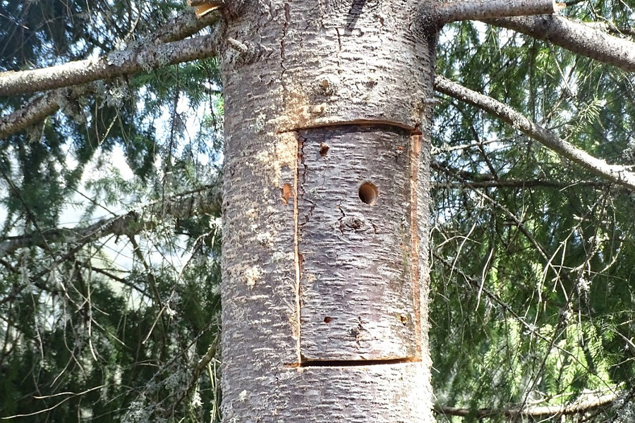 La Universidad de Alcalá instala más de 300 refugios de fauna en bosques de Castilla-La Mancha y Extremadura