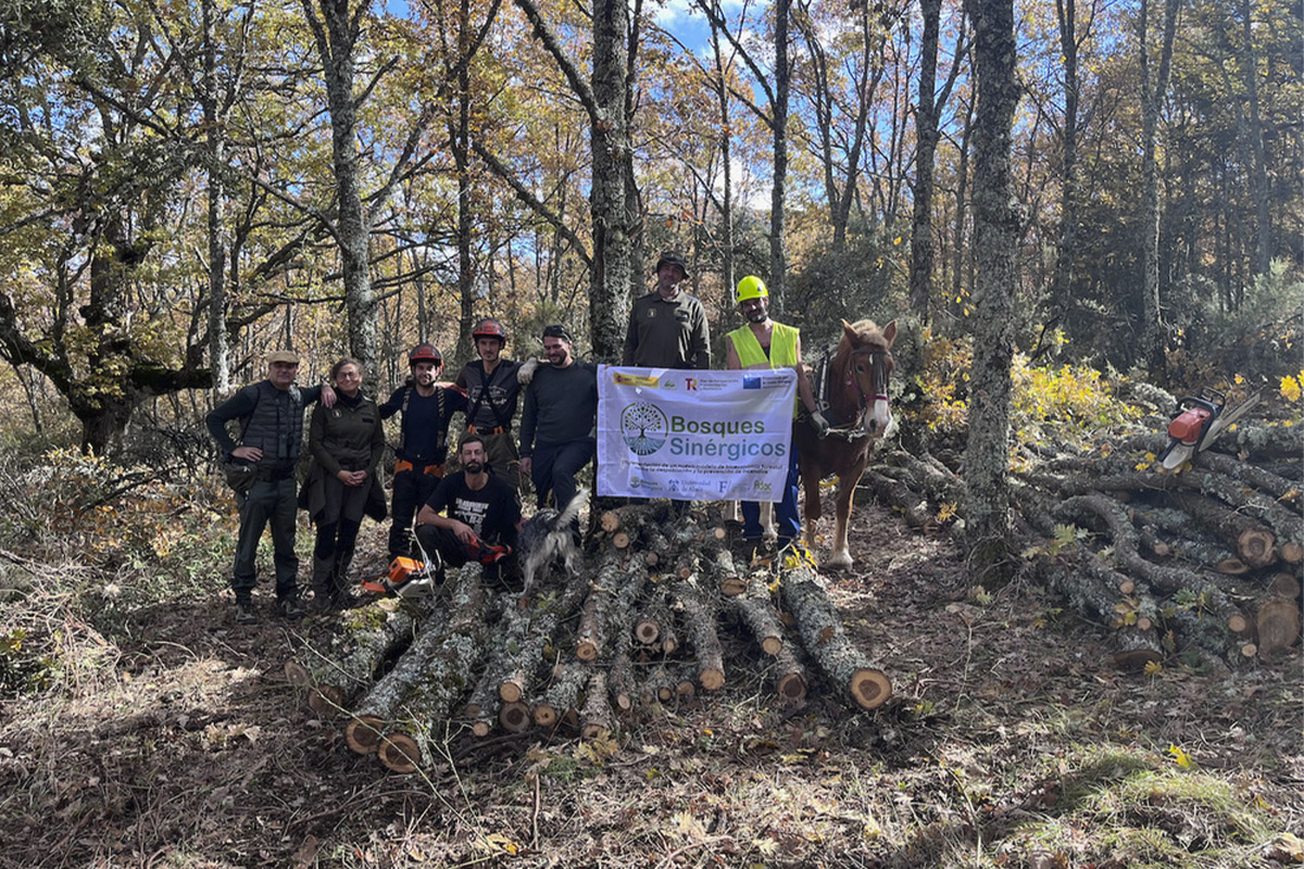 La UAH desarrolla un proyecto piloto para una nueva forma de gestión de los bosques en la Sierra norte de Guadalajara 