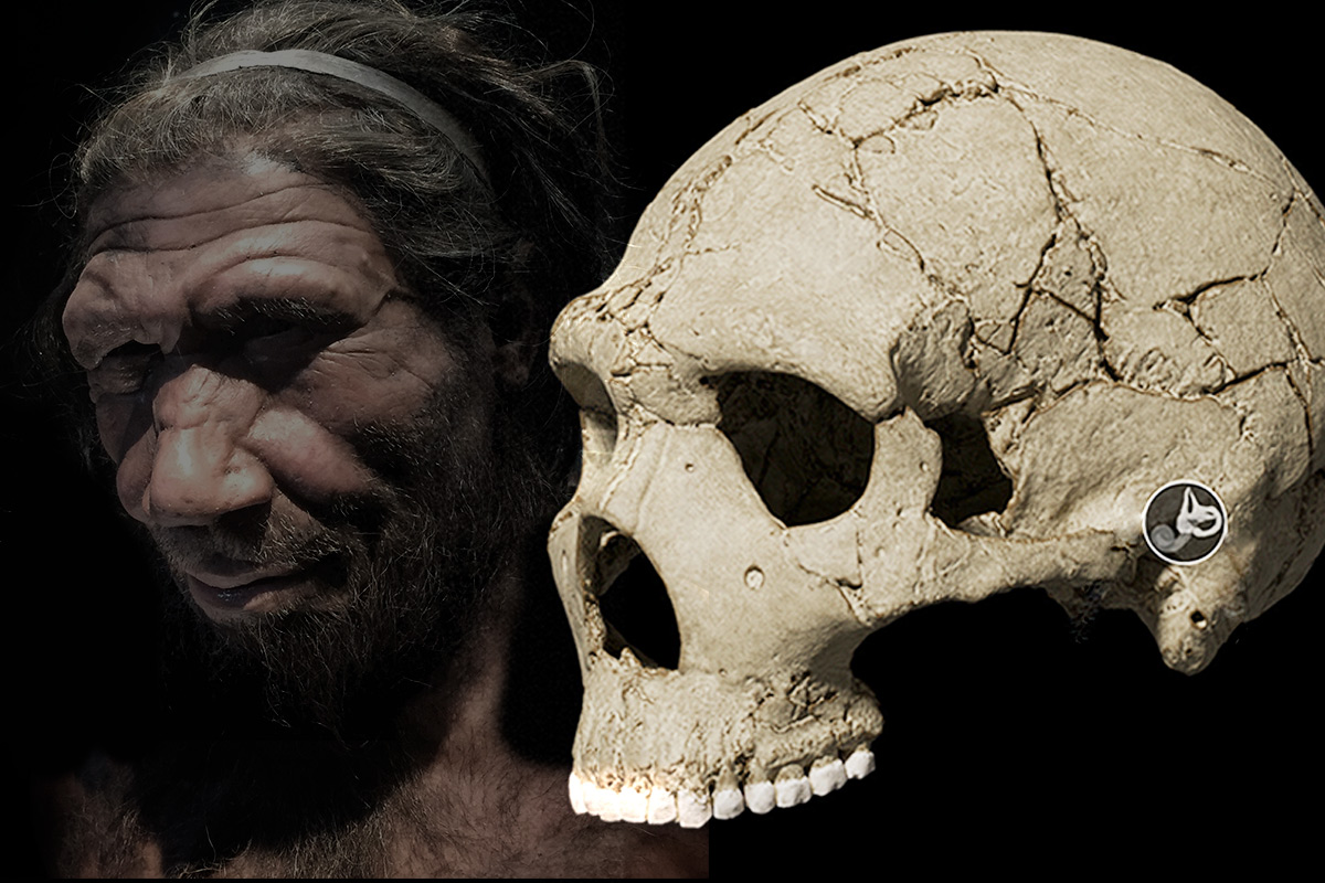 Una investigación en la que participa la UAH sobre el oído de los Neandertales refuta que perdieran parte de su genética