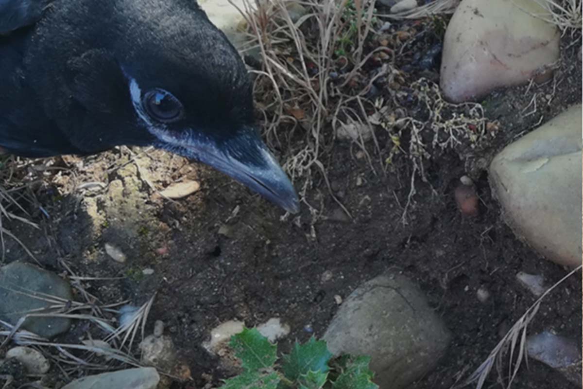 Las urracas tienen un papel esencial en la regeneración de los bosques (a pesar de su mala fama)