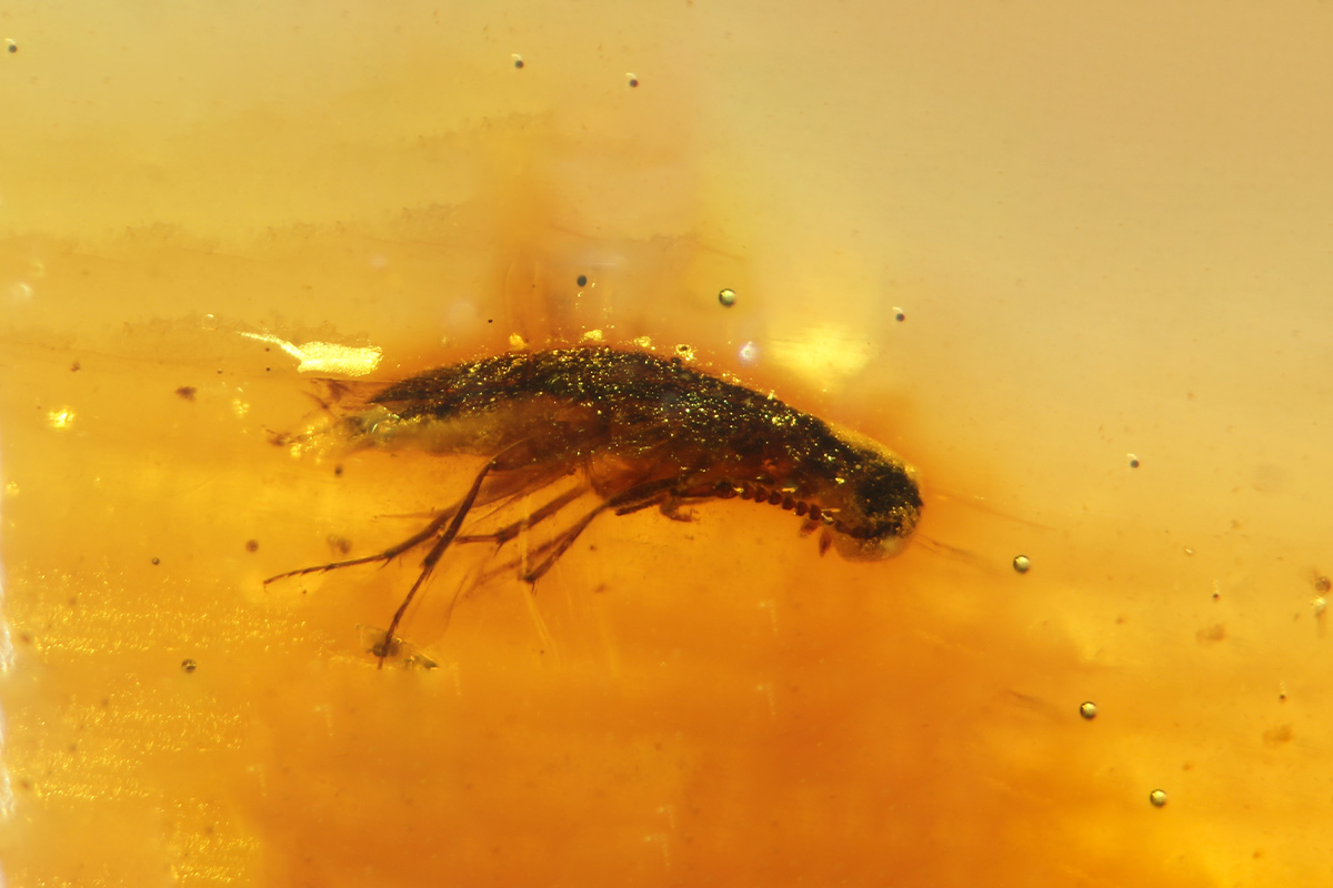 Se descubre un depósito de ámbar del Mesozoico en Sudamérica