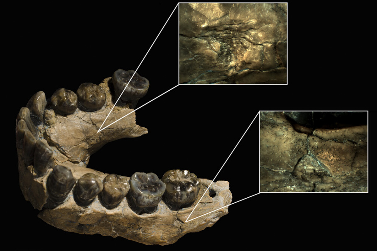 Un nuevo descubrimiento cuestiona lo que sabíamos sobre el Homo habilis