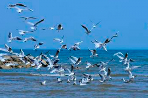 Aves migratorias, el misterio de un viaje de ida y vuelta