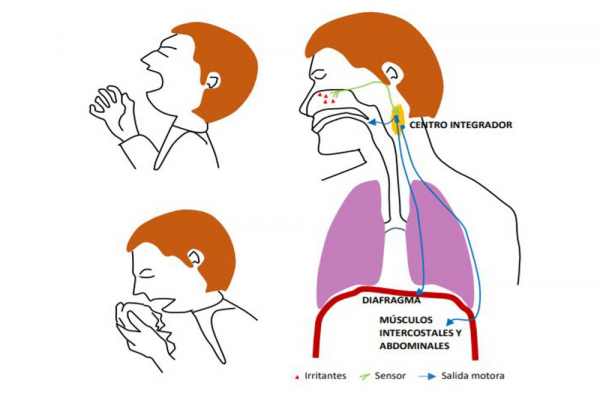 Estornudar, bostezar, la tos… ¿qué tipos de movimientos involuntarios produce el ser humano?