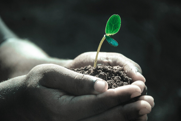 La evolución de las plantas, una fuerza generadora de bienestar