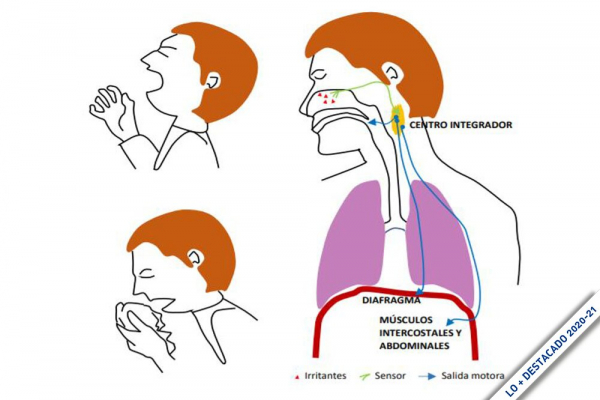 En verano: Estornudar, bostezar, la tos… ¿qué tipos de movimientos involuntarios produce el ser humano?