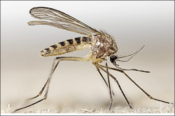 La ‘Fiebre del Nilo’ Occidental, otra enfermedad trasmitida por mosquitos que afecta a Europa