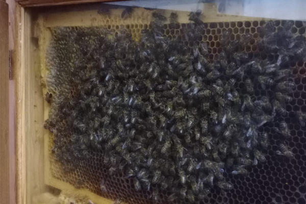 Abejas universitarias cuya miel se vende en el Jardín Botánico