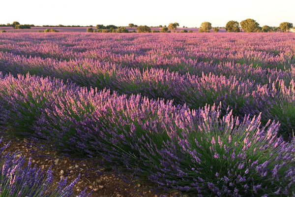 Two bioproducts designed in the UAH will be tested on Brihuega lavender plantations