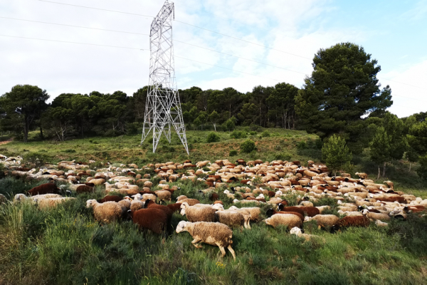 Un proyecto de la UAH apoya al pastoreo tradicional que se une a la ciencia para proteger la red eléctrica española