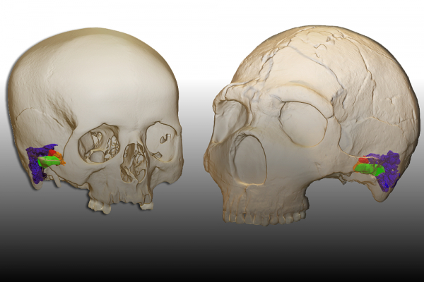 Investigadores de la UAH encuentran la evidencia paleontológica que demuestra que los Neandertales hablaban