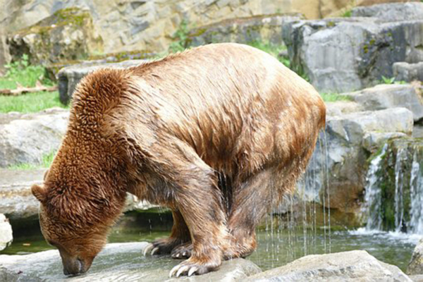 Una nueva investigación en la que participa la UAH aporta nuevas características del oso cavernario