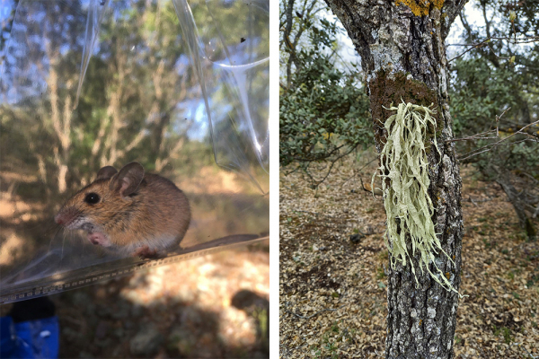 La UAH investiga la flora y fauna del bosque de Valdenazar, en Yebes (Guadalajara)