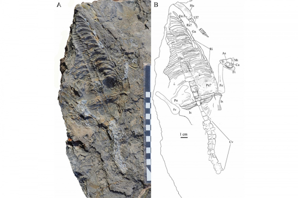 Una investigadora de la UAH estudia el fósil más completo de un reptil marino del Triásico aparecido en las Cordilleras Béticas