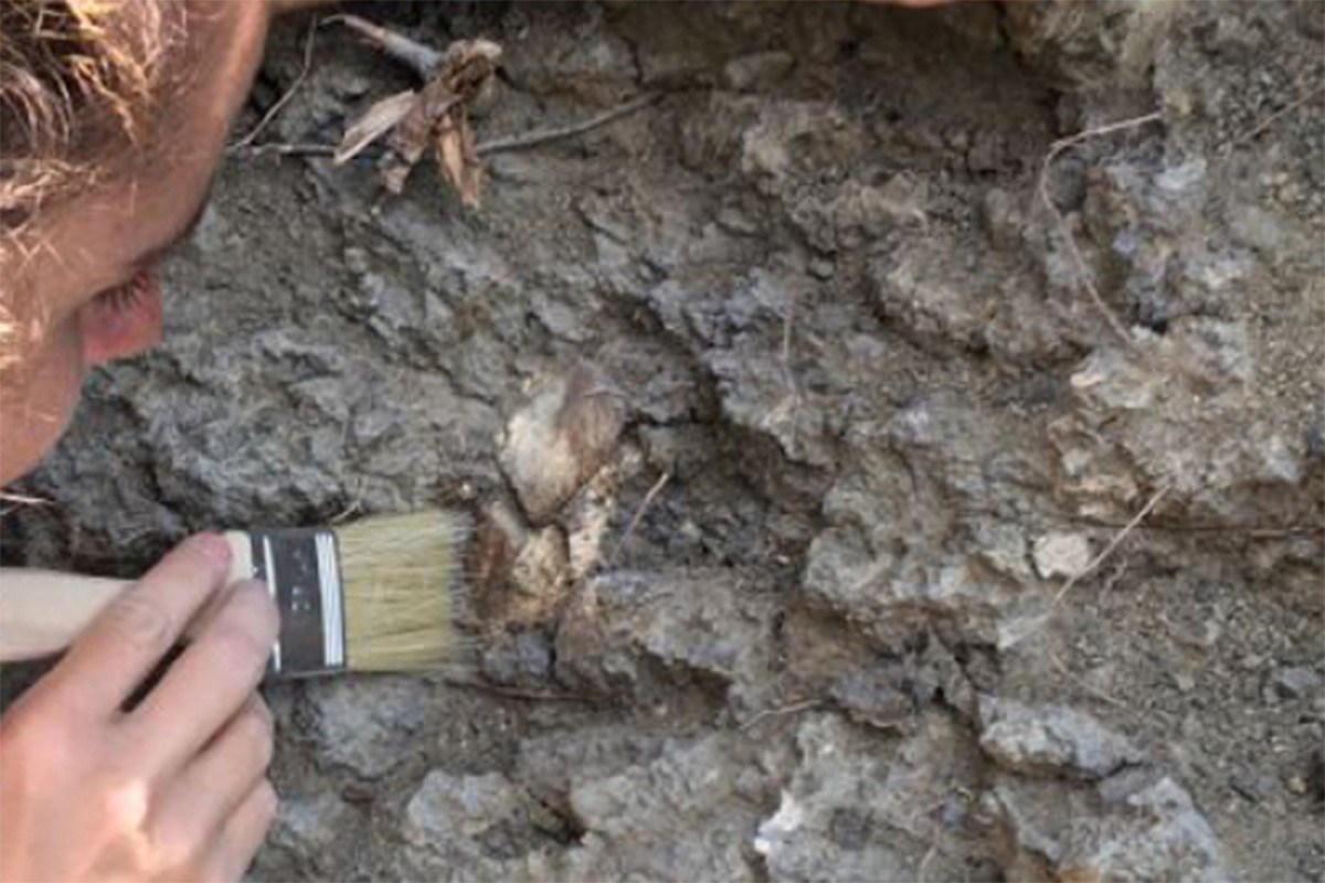 El grupo de investigación PaleoIbérica organiza las Jornadas Paleontológicas en Sigüenza