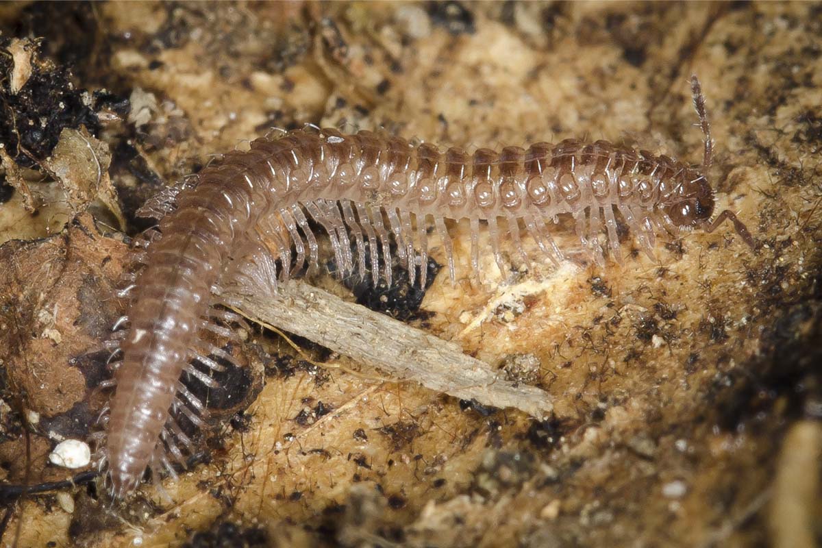 Un pequeño gigante: el nuevo milpiés descubierto por la Universidad de Alcalá que revela los secretos del bosque